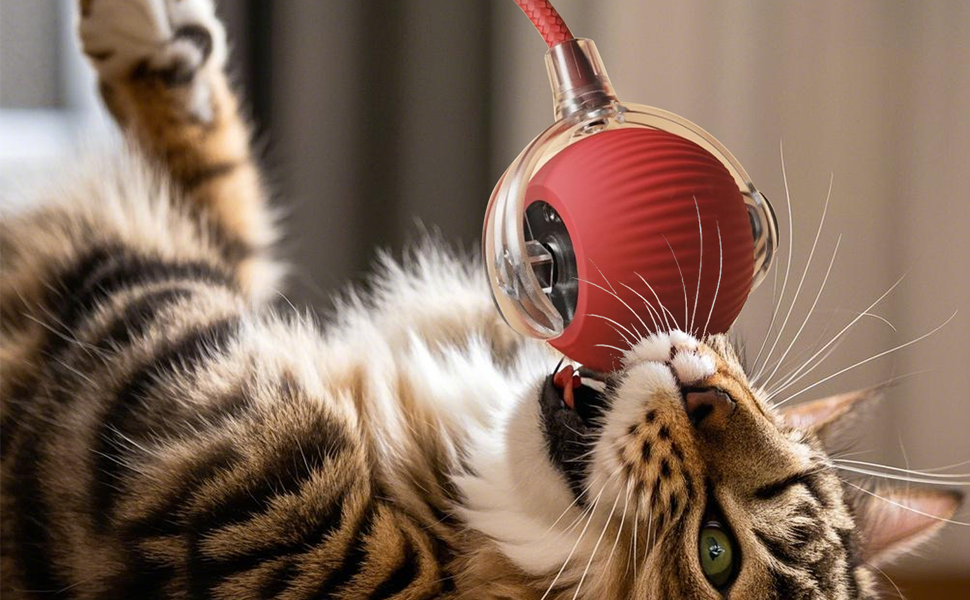 Cat toy