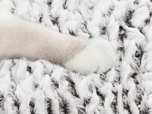 self warming heating cat bed pad mat