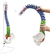 Ultrassist Life Size Human Spine Model, 34" Flexible Spinal Cord with Hyoid Bone, Herniated disk,...