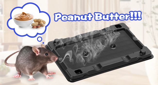 mice traps