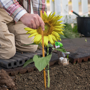 Plant Stakes