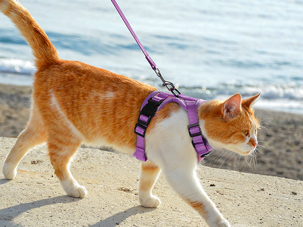 cat harness