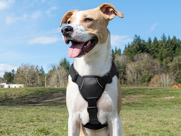 the dog harness is made of nylon and has a black nylon collar.