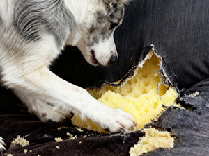 Dog Nail Grinder