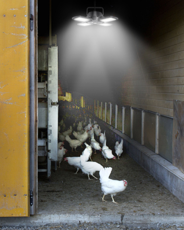 solar shed light
