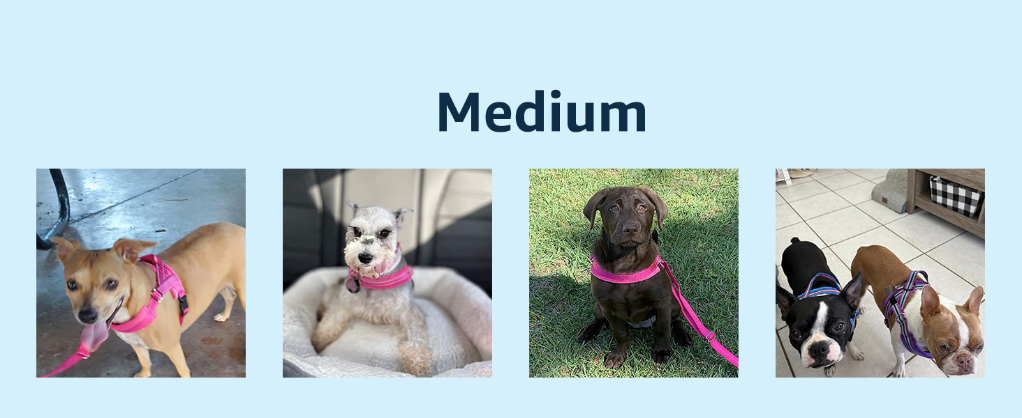small dog harness
