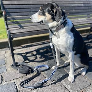 dog poop bag holder holders for leashes dispenser leash bags rolls dogs waste with doggie earth rate