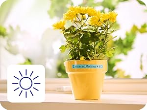 Icon of the sun, flower pot with BTAGL31 blue label reading "Water on Mondays" with floral frame