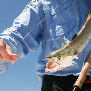 Circle Hooks Rigs