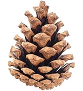 100 Mix Size Natural Pine Cones, 50 Medium & 50 Small Unscented Pinecones Crafts Ornament for Dec...