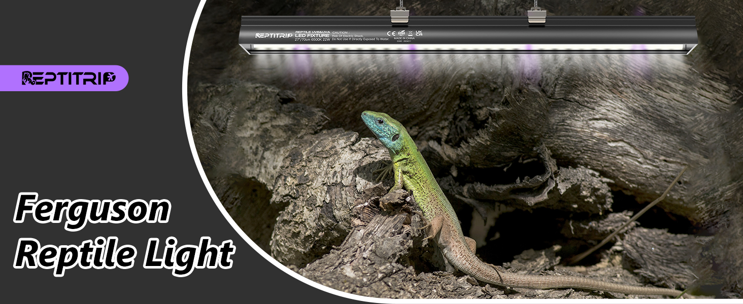 Reptile light
