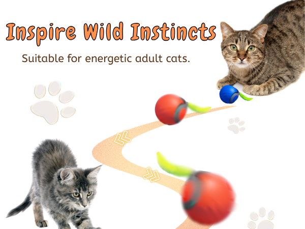cat ball toy