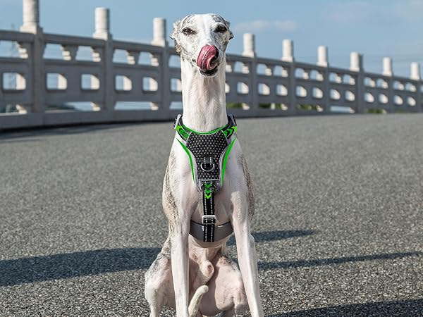 escape proof dog harness