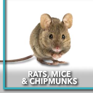 critter trapping tools pack slip mess pets contain tube raccoon hunting cage station ground roadent
