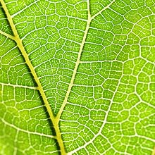 Plant Leaves