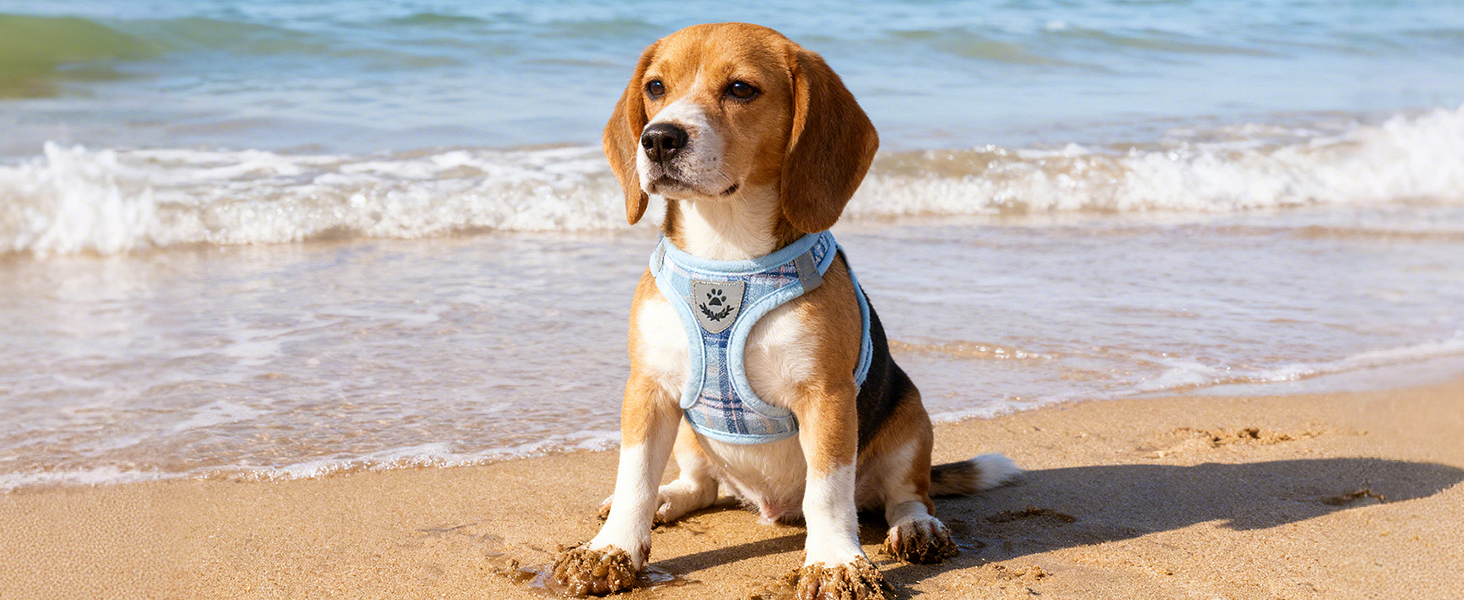 harness for puppy