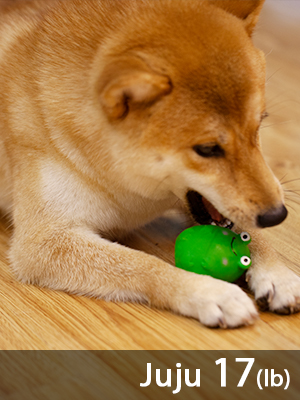 egg dog toy