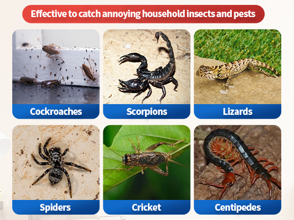 Glue Boards for Insects