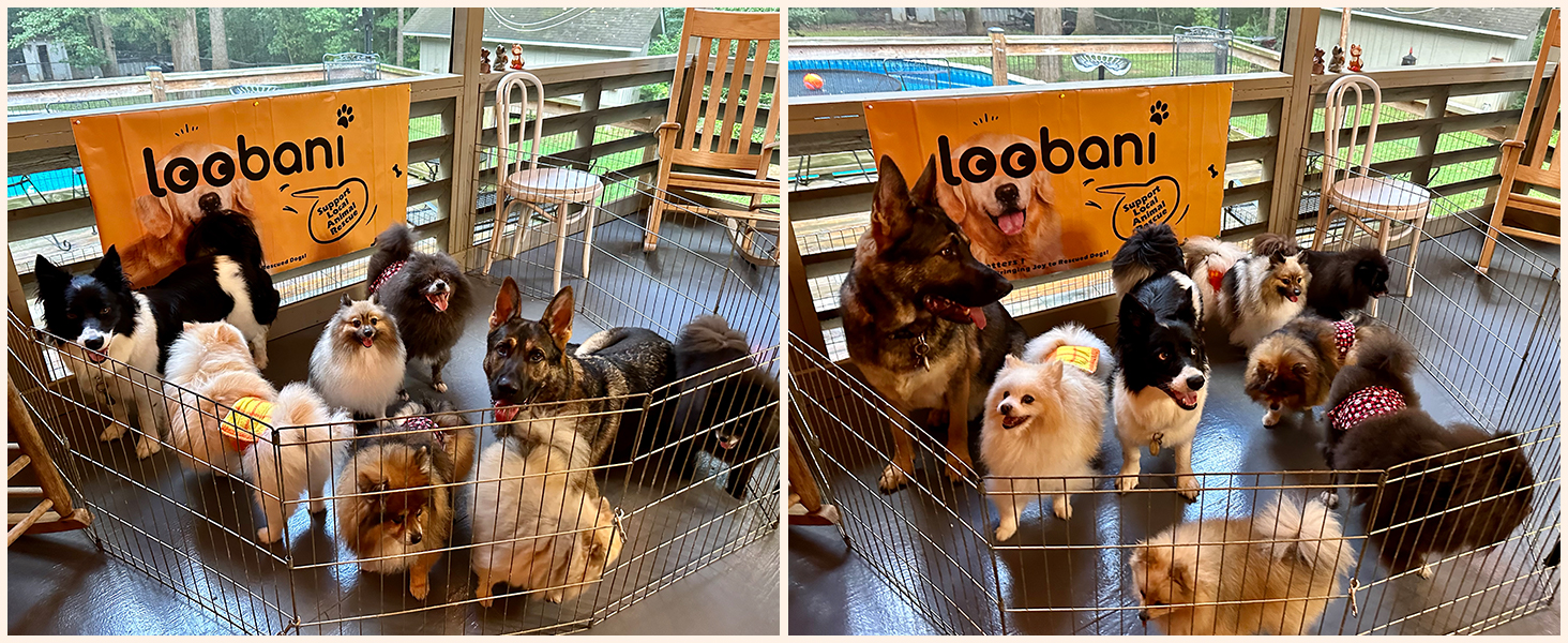dog carrying sling