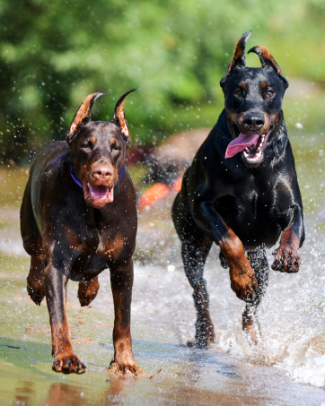 Dogs
