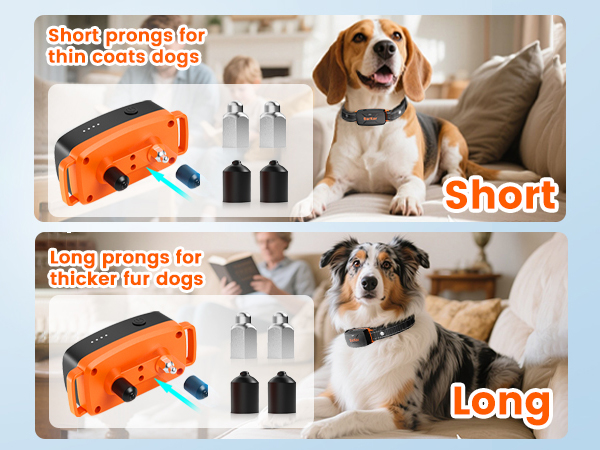 training collars