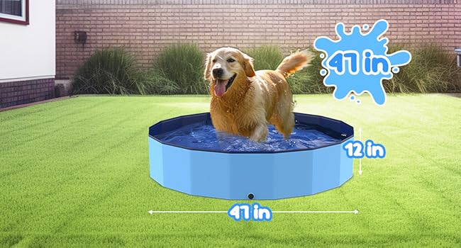 dog swimming pool