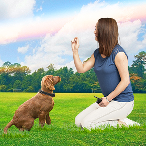 How to Use the Dog Training Collar Properly?