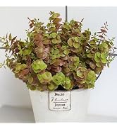 alyptus Artificial Fall Leaves Plant – 8PCS Outdoor Fake Greenery Boxwood Shrubs UV Resistant Fak...