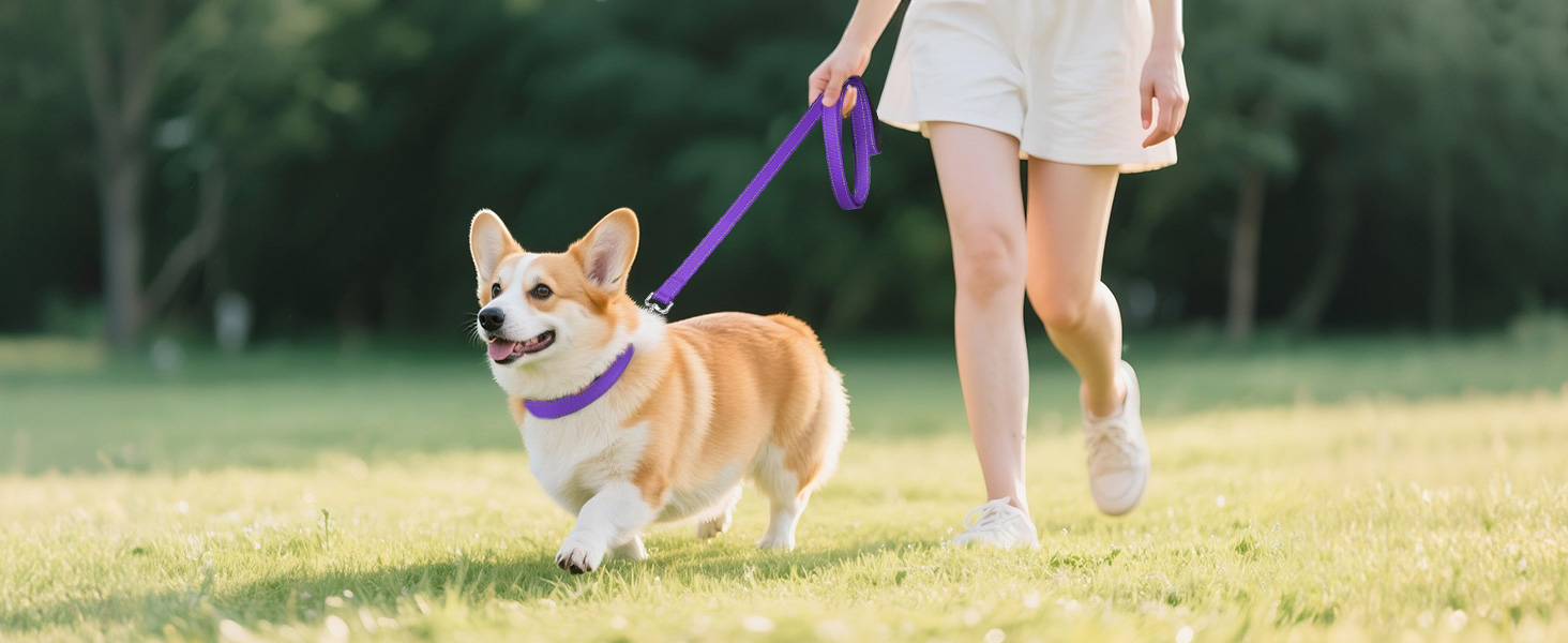 dog collar with leash