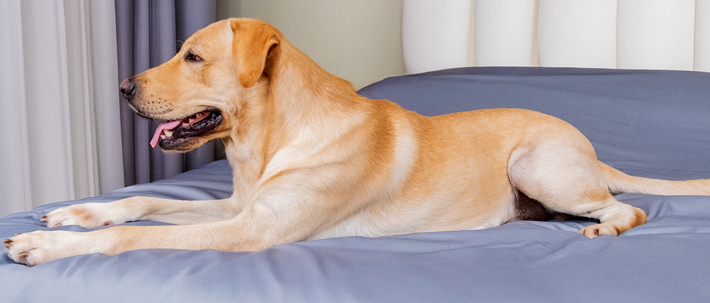 Dog on bed