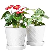 BUYMAX Plant Pots Indoor –6 inch Ceramic Flower Pot with Drainage Hole and Ceramic Tray - Gardeni...