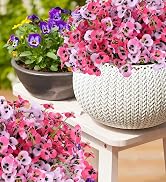 outdoor flowers