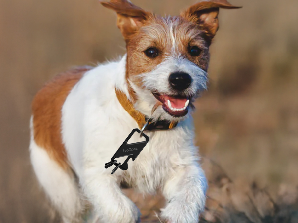 Track your pet