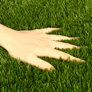 turf grass