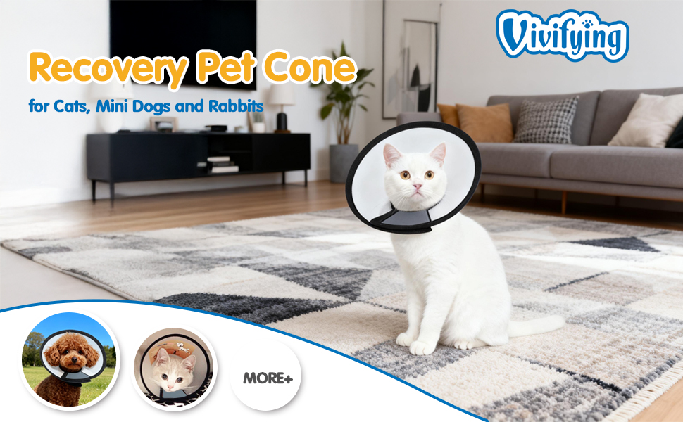 cat cone