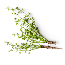 Neem