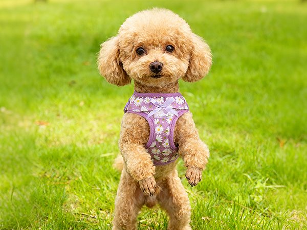 cute dog harness
