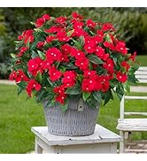 Besteek 5 Pcs Artificial Flowers for Outdoors Silk Impatiens Flowers Bouquet Decorations Fake Fau...