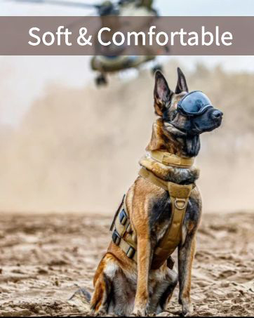 dog collar