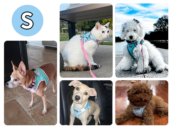 AIITLE Teacup Puppy Harness with Leash - Adjustable Soft Vest with Magic Velcro