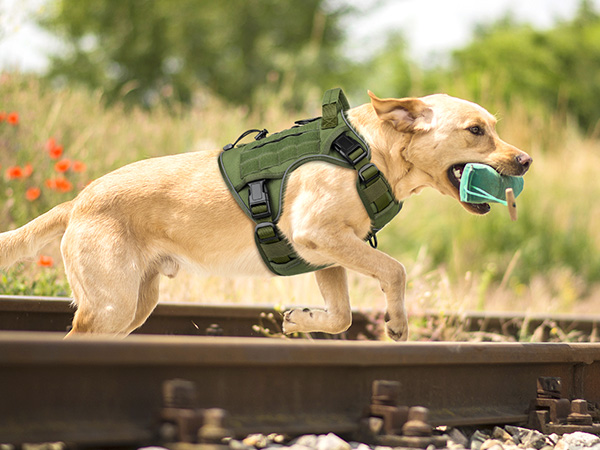 dog harness