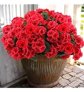 Hananona 6 Bundles Artificial Geranium Flowers for Outdoors Silk Geranium Flowers Outdoor UV Resi...