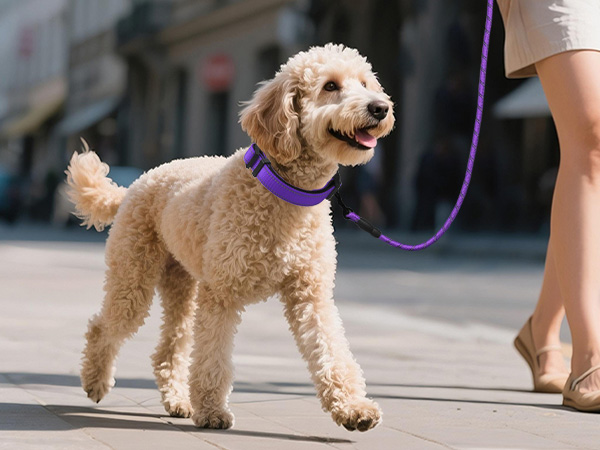 dog collar with leash
