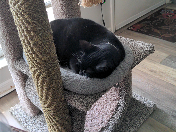 cat mat