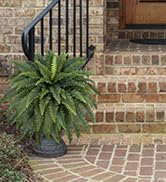 fake ferns