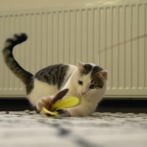 Cats are crazy about chasing games!