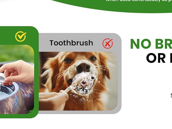 fresh breath for dogs