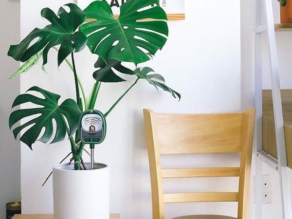 soil moisture meter for house plants