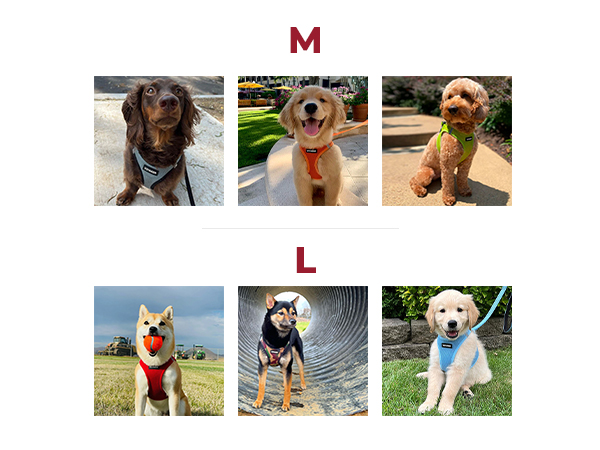 Medium and large sizes for harness