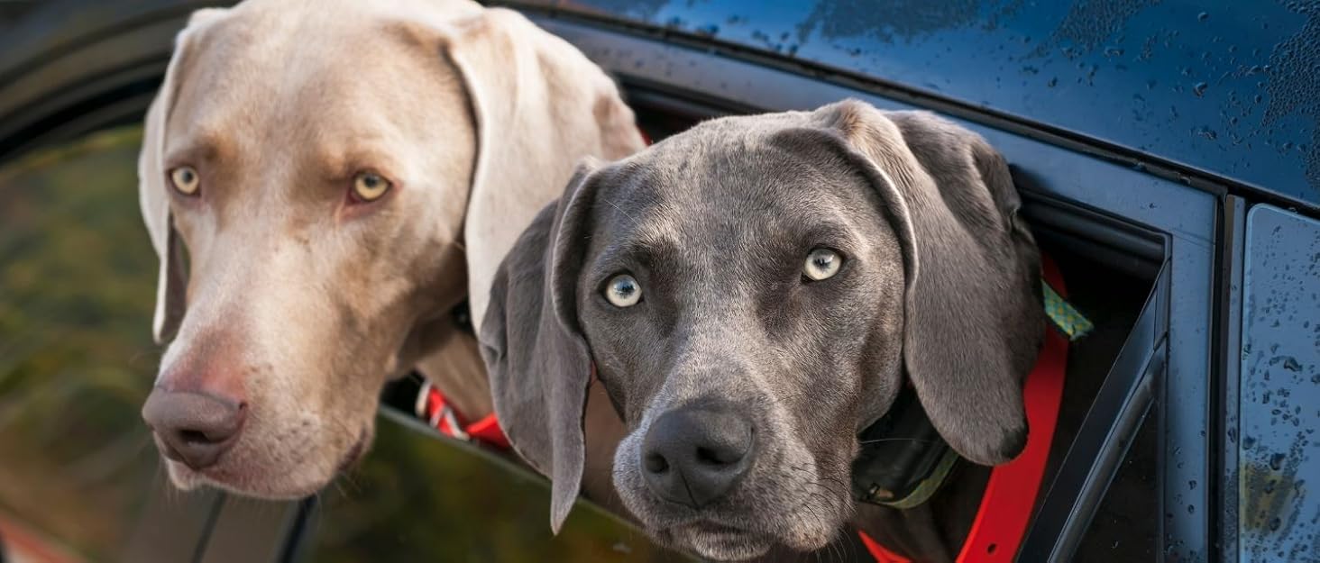 dog car seat cover